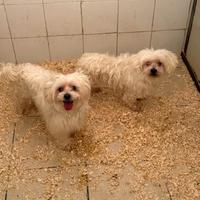 Maltese