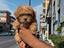Immagine 3