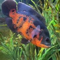 Ciclid Coppia Astronotus ocellatus red tiger