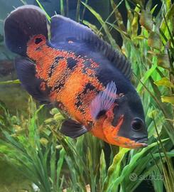 Ciclid Coppia Astronotus ocellatus red tiger