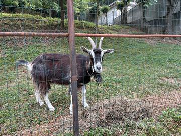 Capra