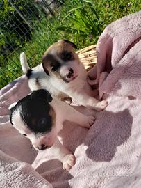 Cuccioli di Jack Russell
