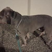 R3g4lo American Bully Maschio