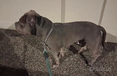 R3g4lo American Bully Maschio
