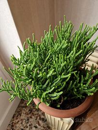 Crassula Muscosa