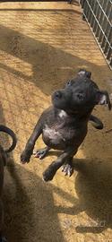 Pitbull