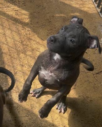 Pitbull