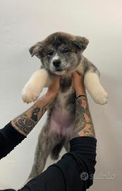 Cucciole di Akita Inu