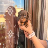 Cuccioli di bassotto cioccolato