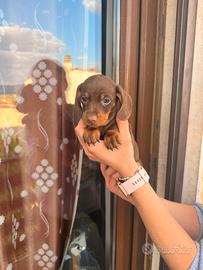 Cuccioli di bassotto cioccolato