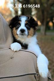 Cucciolo tricolore nero australian shepherd