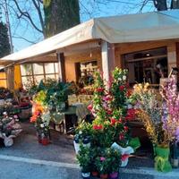 Vendesi negozio di piante e fiori