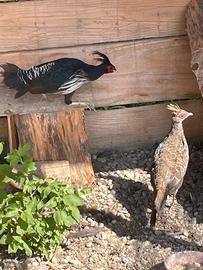 Fagiano hamilton (coppia)