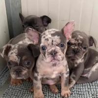 Bulldog francese M subito disponibile