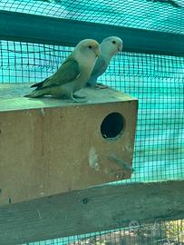 Inseparabili
