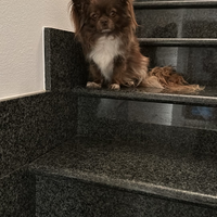 Chihuahua adulte