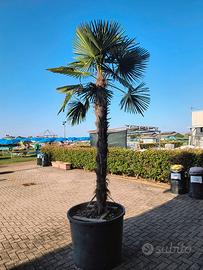 Palma in vaso