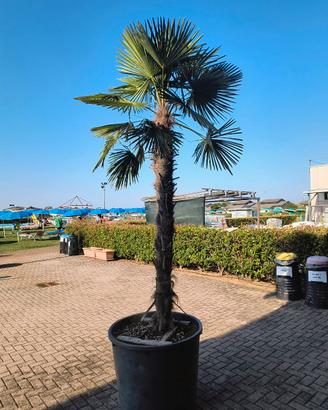 Palma in vaso