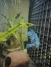 Polar Blue Parrot ciclide