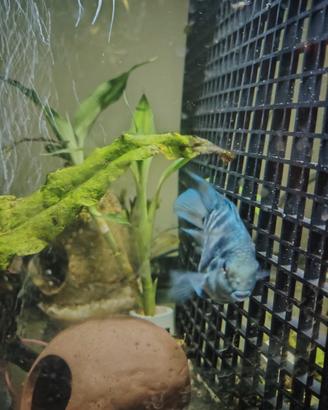 Polar Blue Parrot ciclide