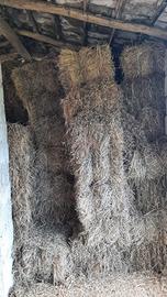 Ballette di fieno di prato anno 2025