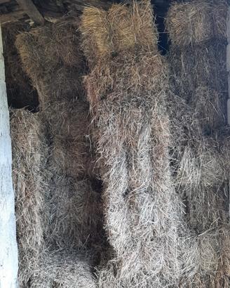 Ballette di fieno di prato anno 2025