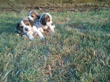 Cuccioli di beagle tricolore anche x settembre