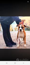 AMERICAN STAFFORDSHIRE TERRIER