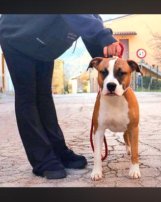 AMERICAN STAFFORDSHIRE TERRIER