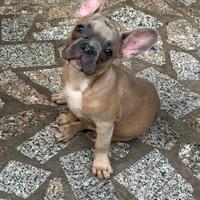 Ultimi 3 cuccioli rimasti(maschi)