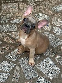 Ultimi 3 cuccioli rimasti(maschi)