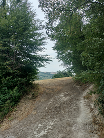 Terreno agricolo c.da monti larino