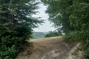 Terreno agricolo c.da monti larino