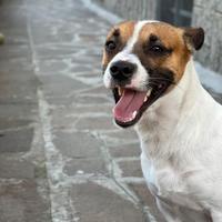 JACK RUSSELL Per accoppiamento