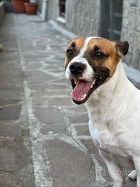 JACK RUSSELL Per accoppiamento