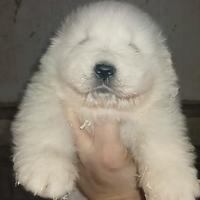 Cuccioli di Abruzzese Maremmano