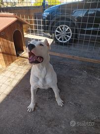 Dogo argentino per monta