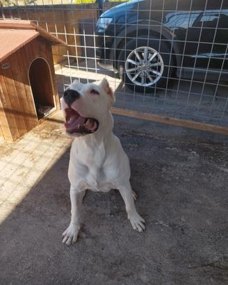 Dogo argentino per monta