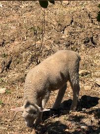 Agnelli texel