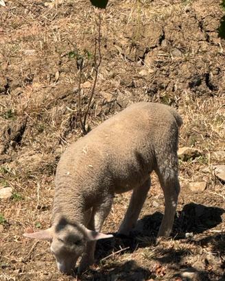 Agnelli texel