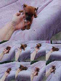 Mini pincher Toy maschio