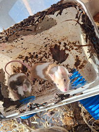 Topi (mus musculus) bianchi e altri colori