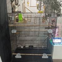 Gabbia pappagalli più accessori 