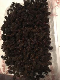 Pigne di ontano nero