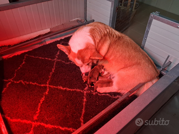 Welsh corgi pembroke cuccioli