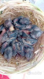 Nido ancestrali anellati con CITES