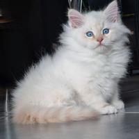 Gatto Siberiano Maschio con Pedigree