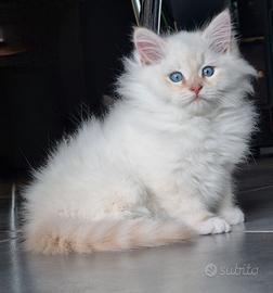 Gatto Siberiano Maschio con Pedigree