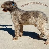 Lagotto Romagnolo Pedigree Roi Monta