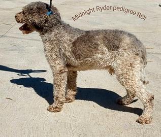 Lagotto Romagnolo Pedigree Roi Monta